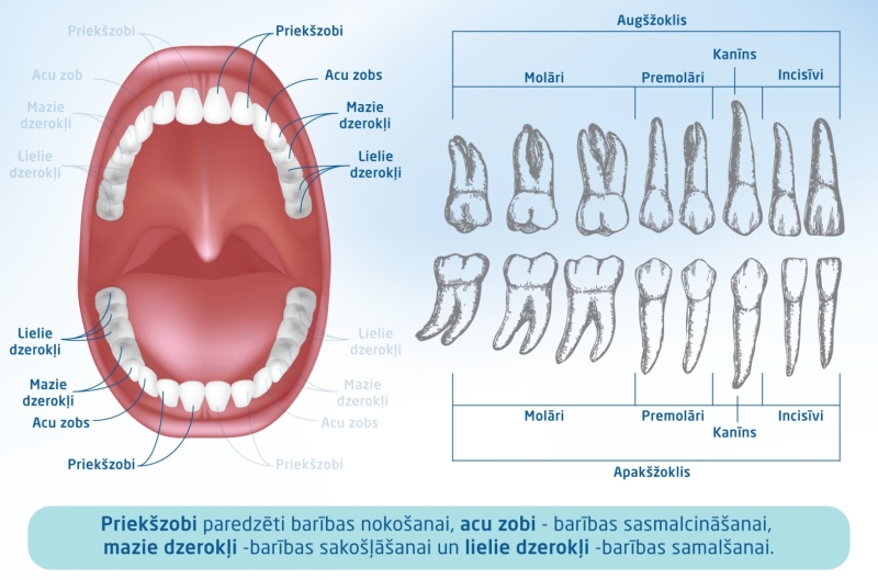 Zoba grupas